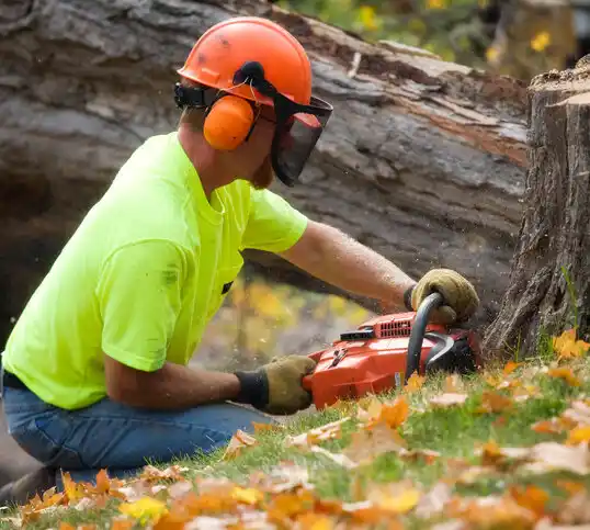 tree services Paintsville